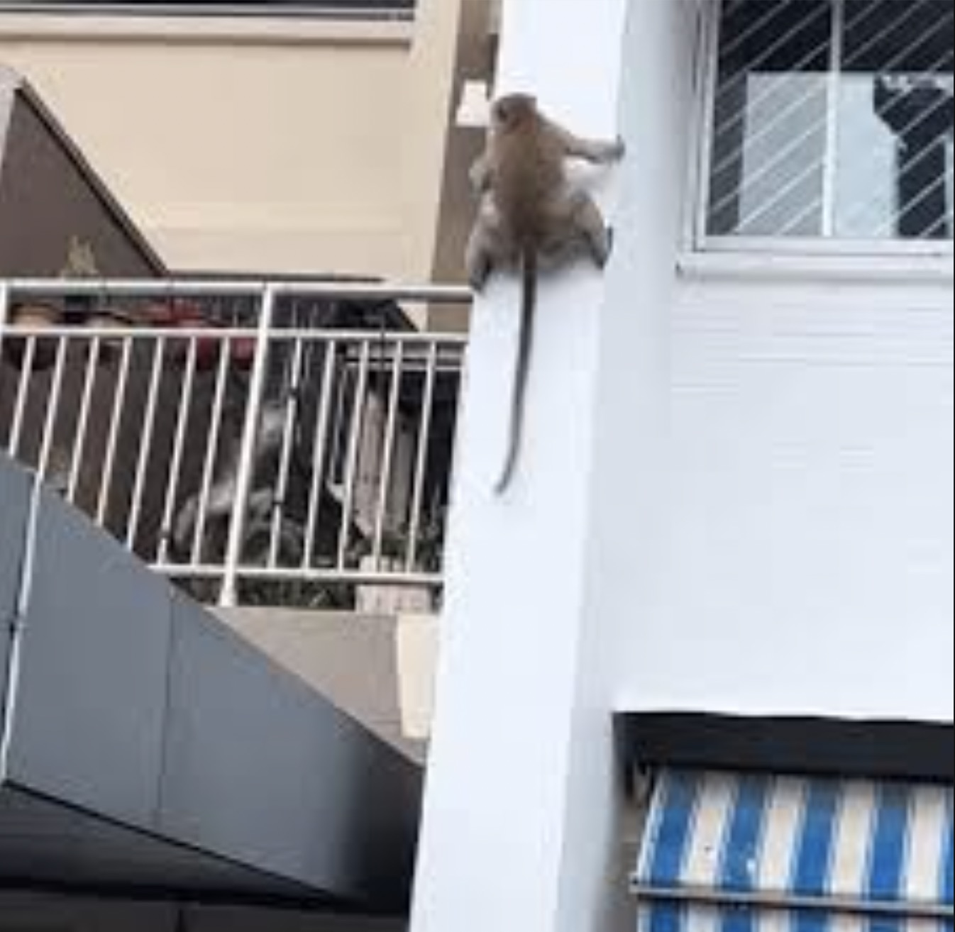 30 Pics Showing The Unstoppable Monkeyfication of Our Cities 